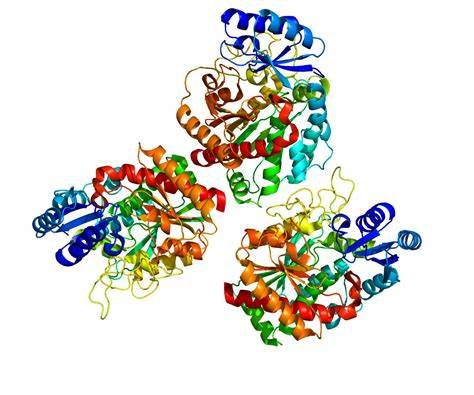 Introduction for Carboxypeptidase B